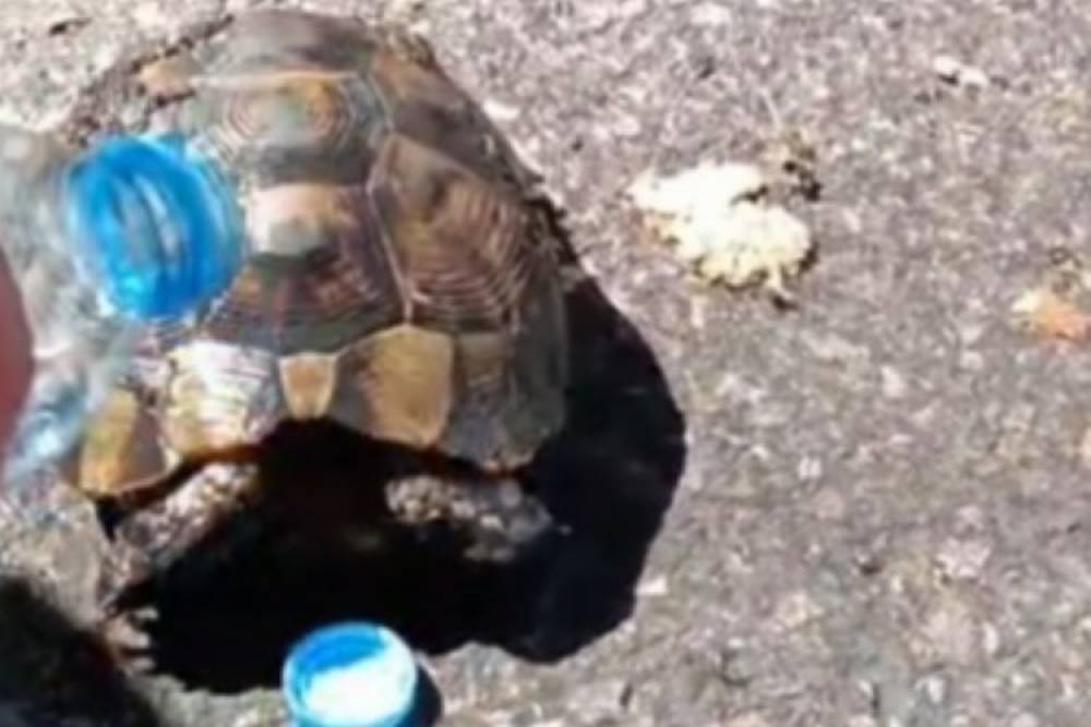 Yangında mahsur kalan kaplumbağayı Kayseri İtfaiyesi kurtardı